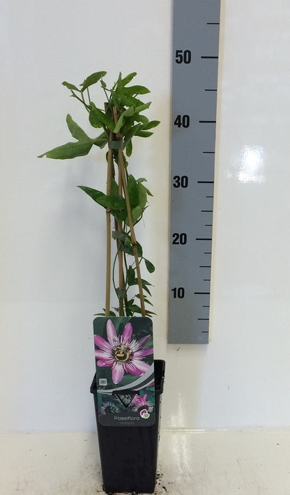 Passiebloem (Passiflora 'Victoria')