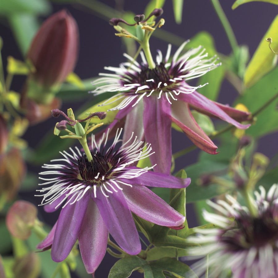 Passiebloem (Passiflora 'Victoria')