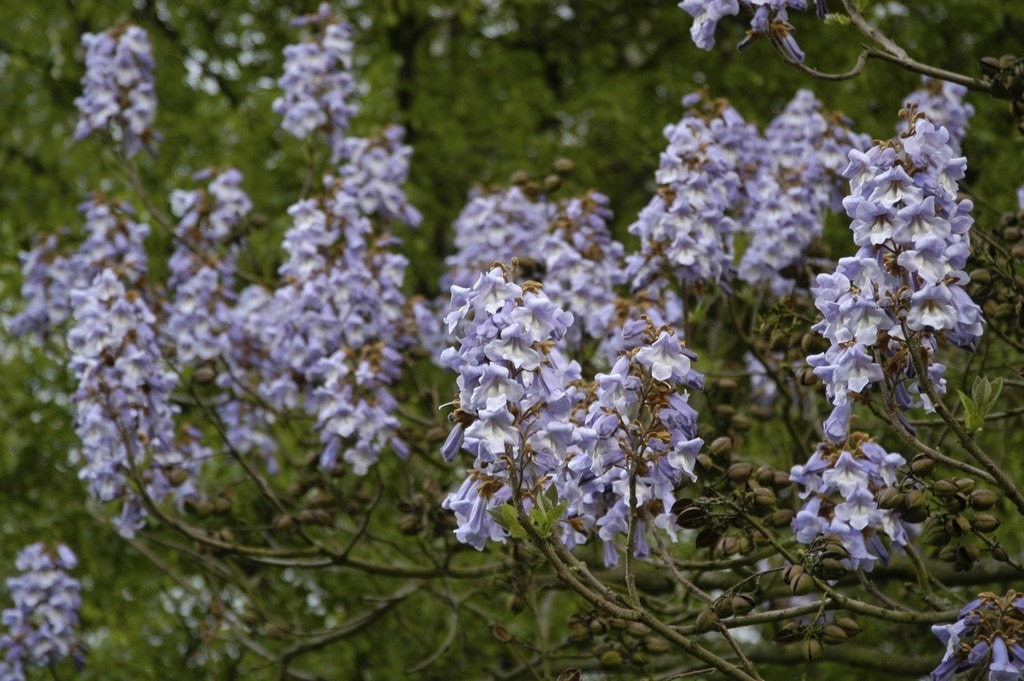  Anna Paulownaboom (Paulownia Tomentosa)