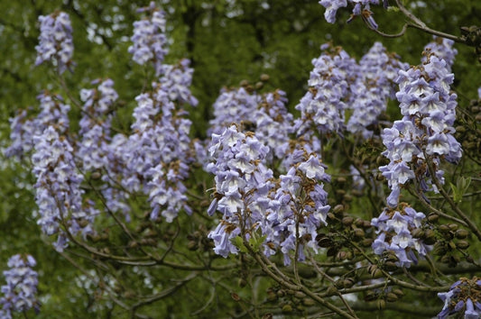  Anna Paulownaboom (Paulownia Tomentosa)
