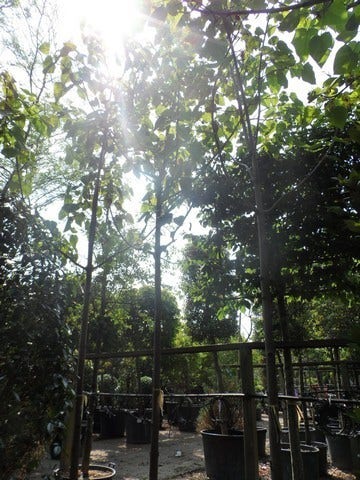  Anna Paulownaboom (Paulownia Tomentosa)