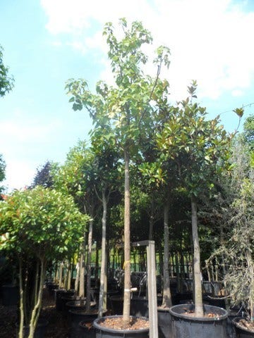  Anna Paulownaboom (Paulownia Tomentosa)