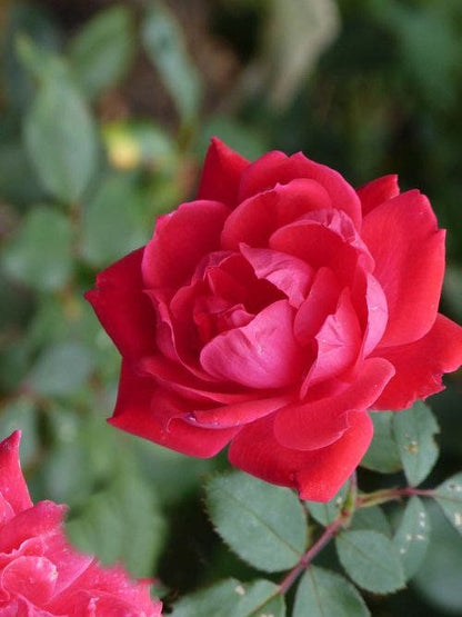  Klimroos (Rosa 'Paul's Scarlet Climber')