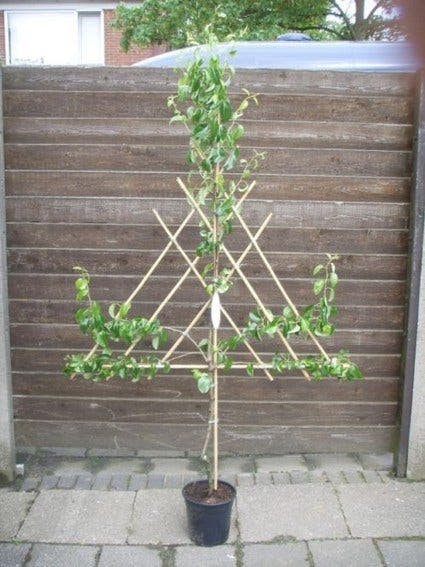  Lei-Peer (Pyrus Communis 'Beurre Hardy')