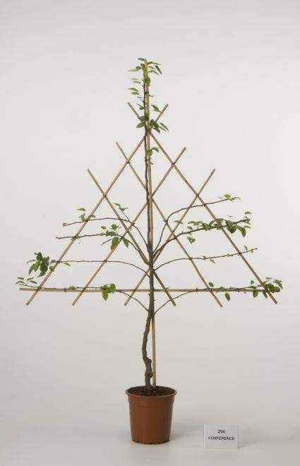  Lei-Peer (Pyrus Communis 'Bonne Louise D'Avranches')
