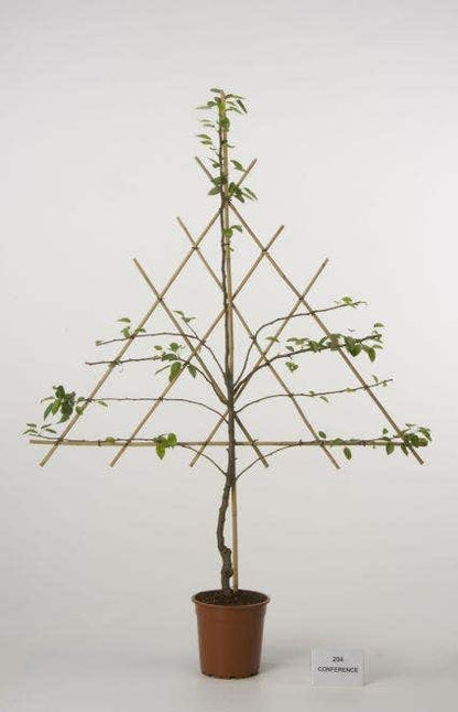  Lei-Peer (Pyrus Communis 'Bonne Louise D'Avranches')