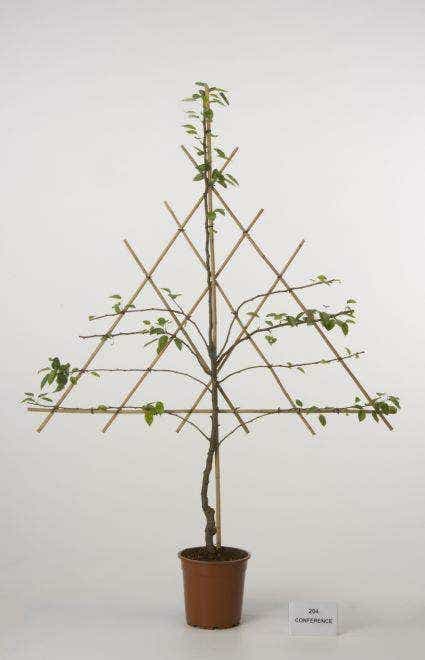  Lei-Peer (Pyrus Communis 'Clapp's Favourite')