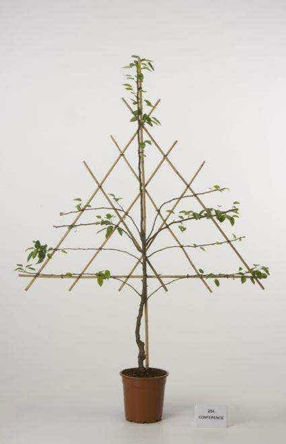  Lei-Peer (Pyrus Communis 'Triomph De Vienne')