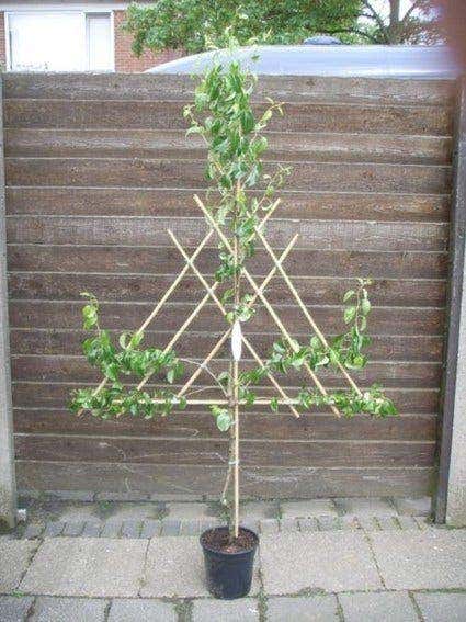  Lei-Peer (Pyrus Communis 'Doyenne Du Comice')