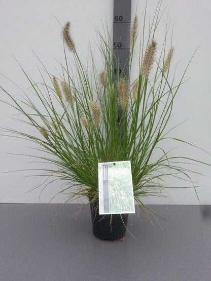  Lampepoetsersgras (Pennisetum Alopecuroides 'Hameln')