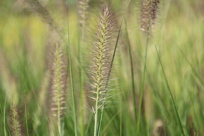 Lampepoetsersgras (Pennisetum Alopecuroides 'Reborn')