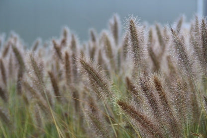  Lampepoetsersgras (Pennisetum Alopecuroides 'Cassian')