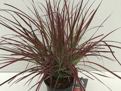  Lampepoetsersgras (Pennisetum Advena 'Fireworks')