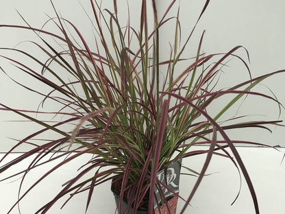  Lampepoetsersgras (Pennisetum Advena 'Fireworks')