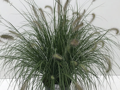  Lampepoetsersgras (Pennisetum Alopecuroides 'Hameln')