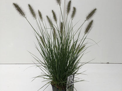  Lampepoetsersgras (Pennisetum Alopecuroides 'Hameln')
