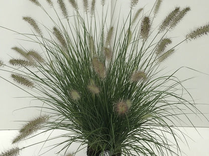  Lampepoetsersgras (Pennisetum Alopecuroides 'Hameln')