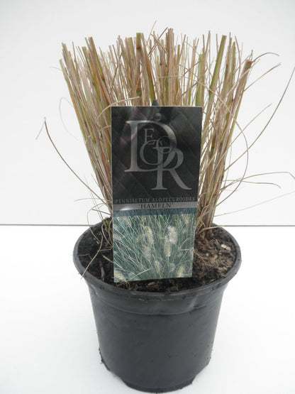  Lampepoetsersgras (Pennisetum Alopecuroides 'Hameln')