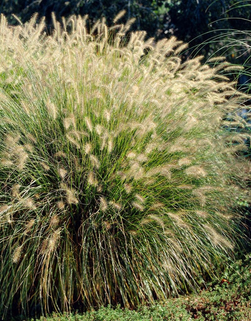  Lampepoetsersgras (Pennisetum Alopecuroides 'Hameln') BIO
