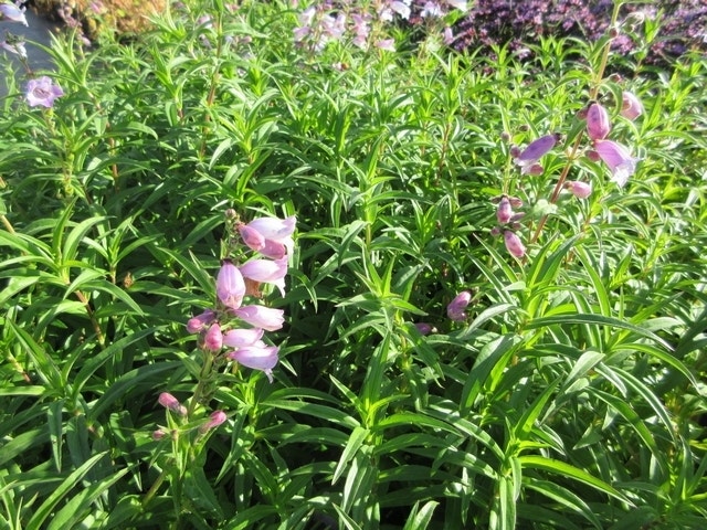 Schildpadbloem (Penstemon 'Sour Grapes')