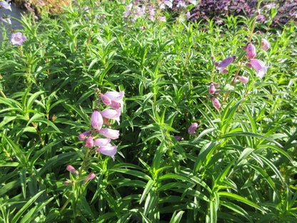  Schildpadbloem (Penstemon 'Sour Grapes')