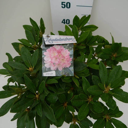  Rhododendron (Rhododendron 'Percy Wiseman')