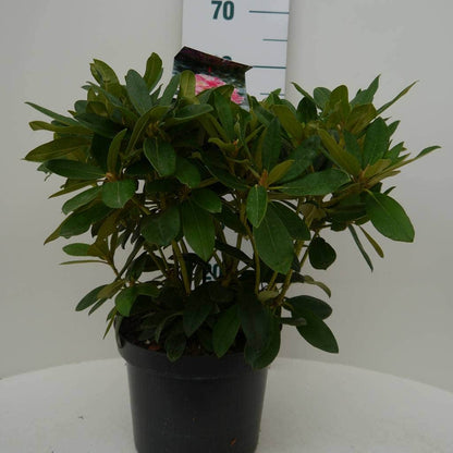  Rhododendron (Rhododendron 'Percy Wiseman')