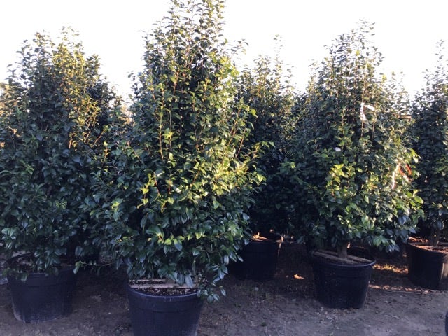  Camelia (Camellia Japonica ‘Perfection White’)