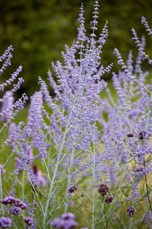  Reuzenlavendel (Perovskia Atriplicifolia 'Blue Spire')