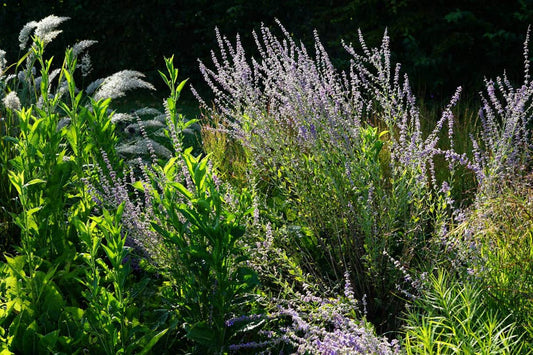  Reuzenlavendel (Perovskia Atriplicifolia 'Little Spire')