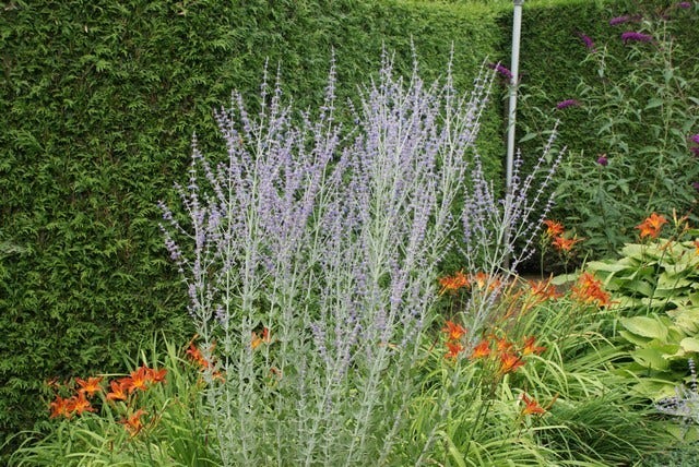  Reuzenlavendel (Perovskia Atriplicifolia 'Little Spire')