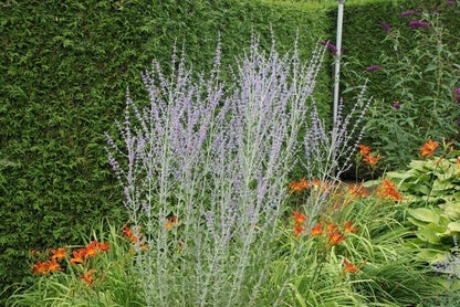  Reuzenlavendel (Perovskia Atriplicifolia 'Little Spire')