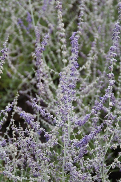  Reuzenlavendel (Perovskia Atriplicifolia 'Blue Spire')