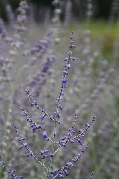  Reuzenlavendel (Perovskia Atriplicifolia 'Blue Spire')