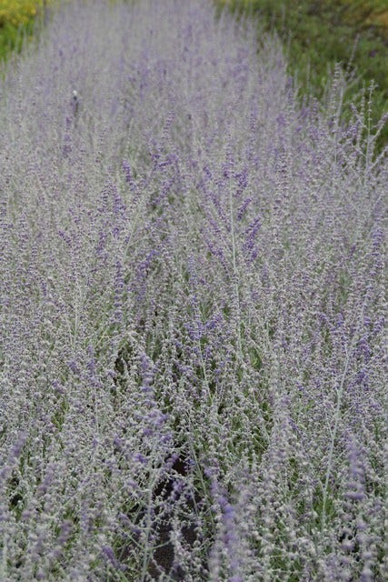  Reuzenlavendel (Perovskia Atriplicifolia 'Blue Spire')