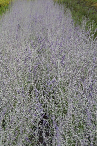  Reuzenlavendel (Perovskia Atriplicifolia 'Blue Spire')
