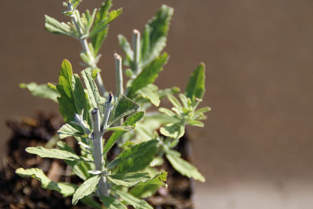  Reuzenlavendel (Perovskia Atriplicifolia 'Little Spire')