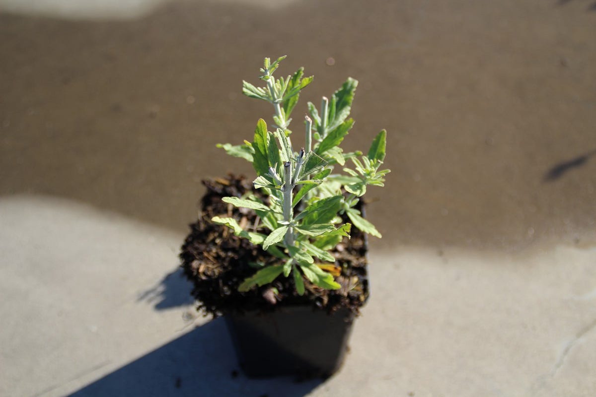  Reuzenlavendel (Perovskia Atriplicifolia 'Little Spire')