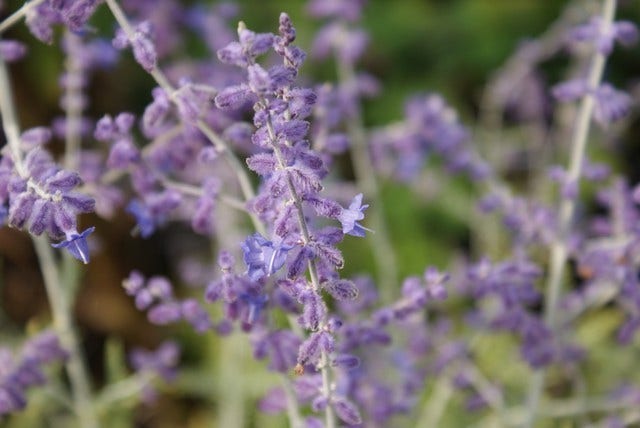  Reuzenlavendel (Perovskia Atriplicifolia 'Blue Spire')