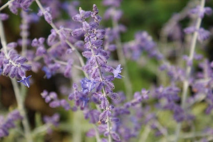  Reuzenlavendel (Perovskia Atriplicifolia 'Blue Spire')
