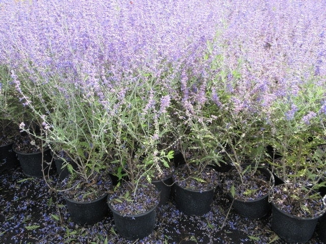  Reuzenlavendel (Perovskia Atriplicifolia 'Blue Spire')