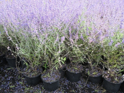  Reuzenlavendel (Perovskia Atriplicifolia 'Blue Spire')