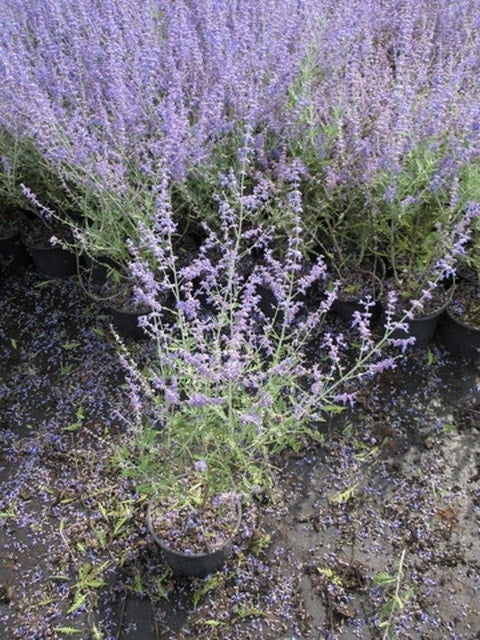  Reuzenlavendel (Perovskia Atriplicifolia 'Blue Spire')