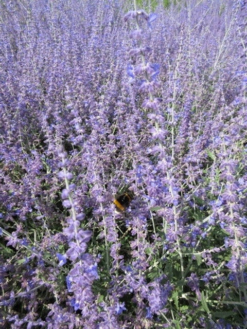  Reuzenlavendel (Perovskia Atriplicifolia 'Blue Spire')