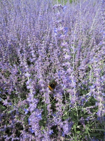 Reuzenlavendel (Perovskia Atriplicifolia 'Blue Spire')