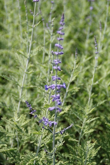  Reuzenlavendel (Perovskia Atriplicifolia 'Blue Spire')