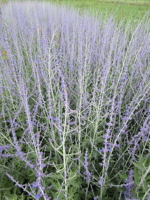  Reuzenlavendel (Perovskia Atriplicifolia 'Blue Spire')
