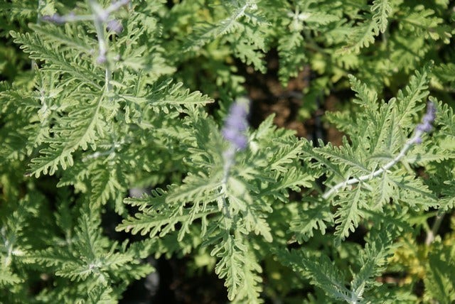  Reuzenlavendel (Perovskia Atriplicifolia 'Blue Spire')