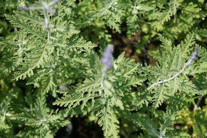  Reuzenlavendel (Perovskia Atriplicifolia 'Blue Spire')