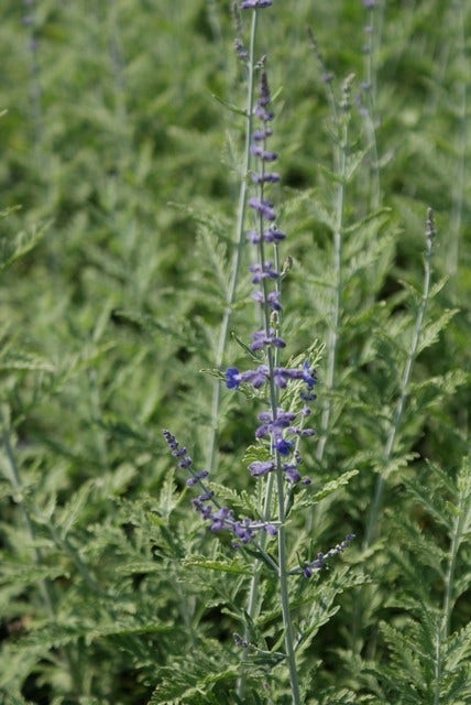  Reuzenlavendel (Perovskia Atriplicifolia 'Blue Spire')